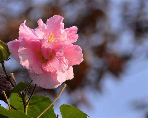 芙蓉風水|芙蓉風水寓意與作用